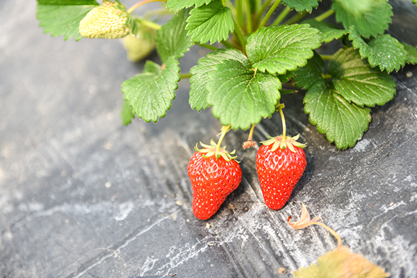 i4H89KBKFbCUQQAOoFi8T1t80HaK9GksHNmc5mzK.jpeg i4H89KBKFbCUQQAOoFi8T1t80HaK9GksHNmc5mzK.jpeg